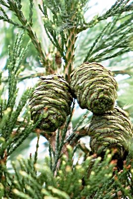 Sequoiadendron giganteum - sekvojovec obrovský - zrající samičí šištice